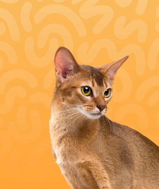 成人 用品 觀 塘 - best selling adult toys hong kong 2025