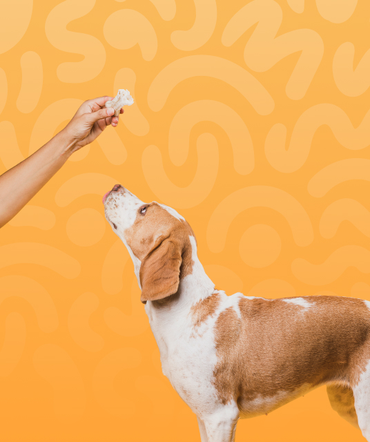 lelo hong kong - Professional Guide and Review