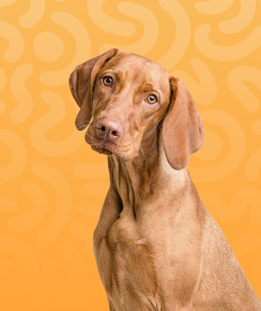 sex toy shop near me - Hong Kong adult store interior 2025