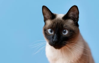 japanese real hole - japanese onahole product lineup 2025