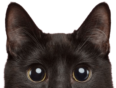 lelo hong kong - lelo motor sonic wave technology